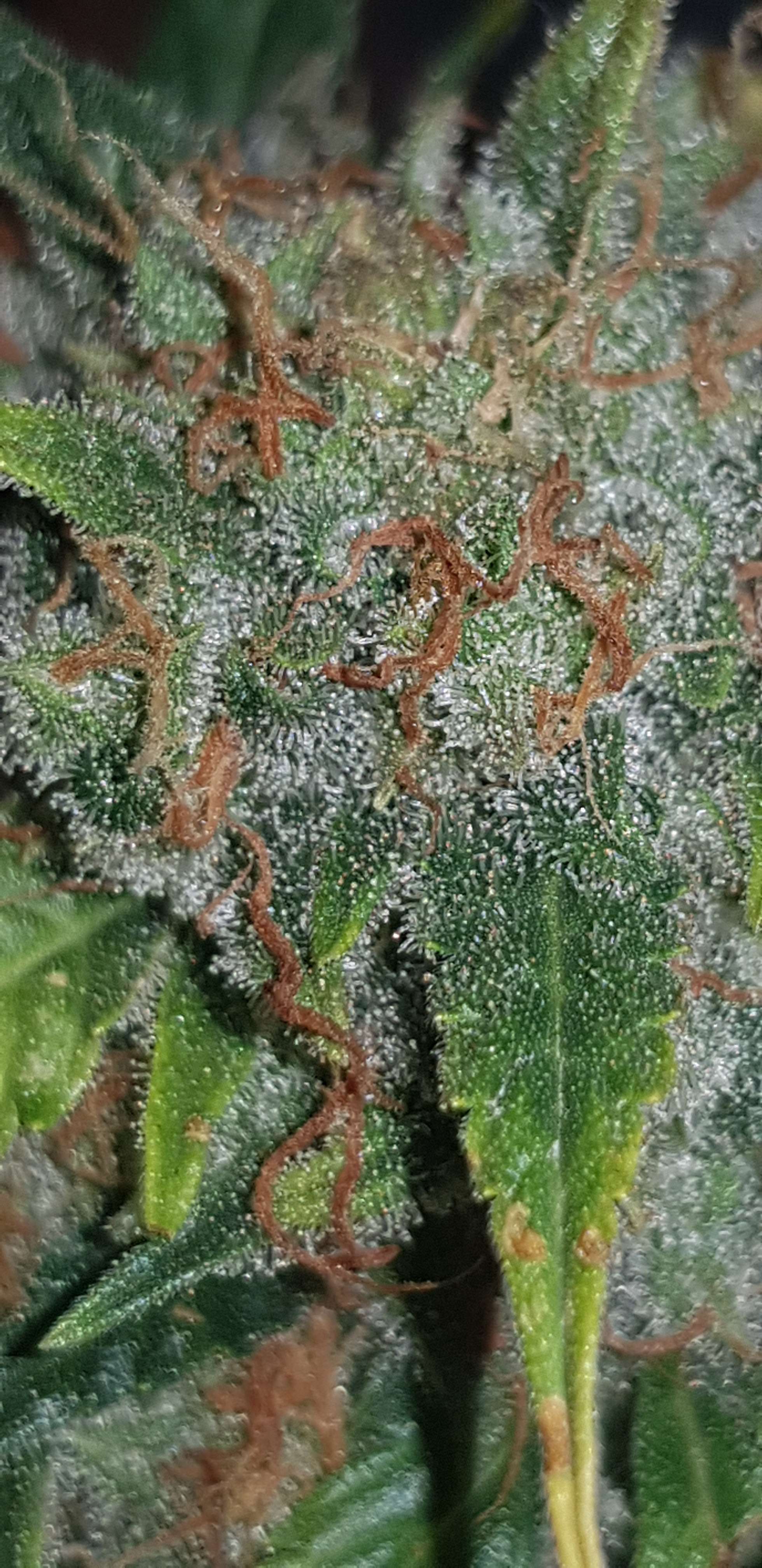 1616062083339.jpg