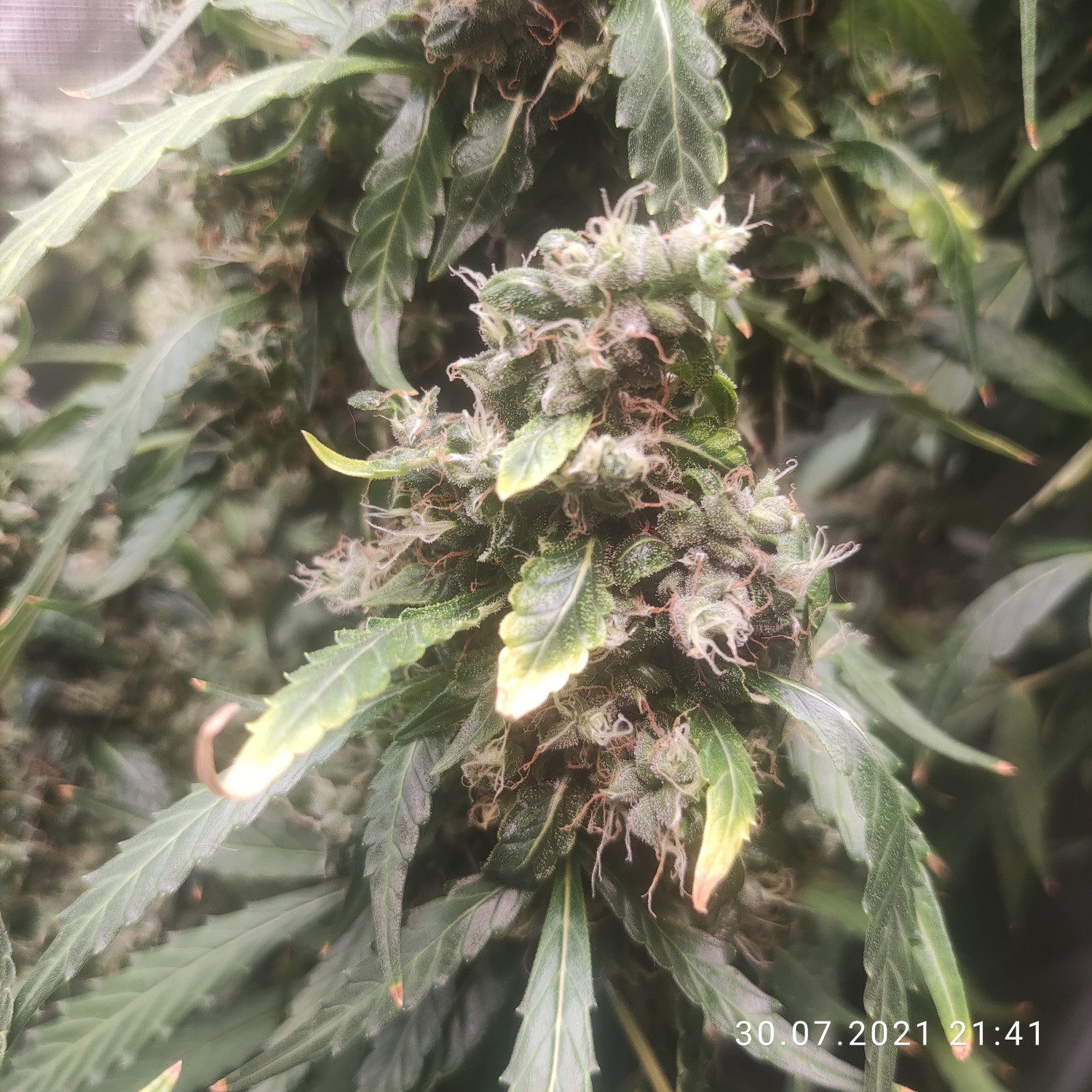 1627670851482.jpg
