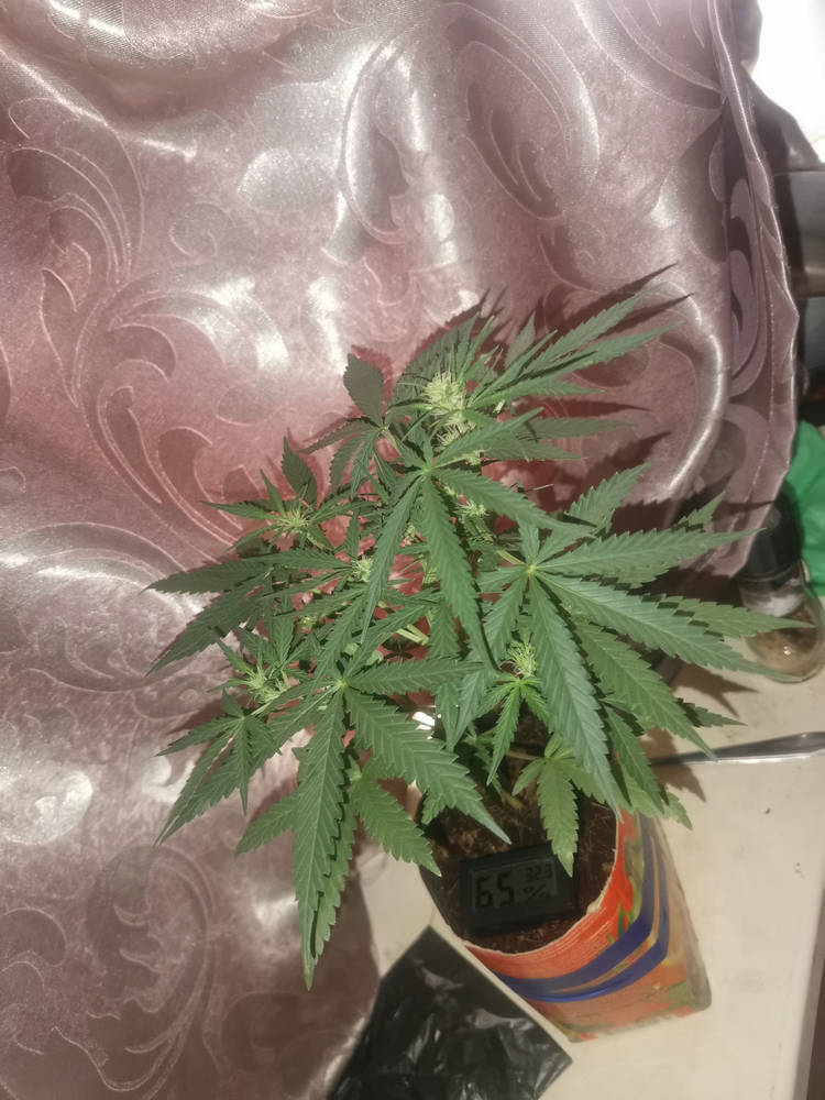 IMG_20240410_145952.jpg