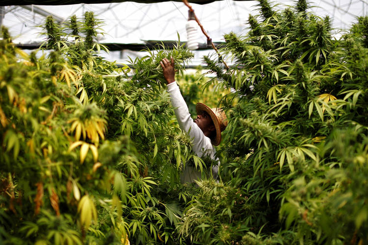 worker-harvests-cannabis-plants.jpg