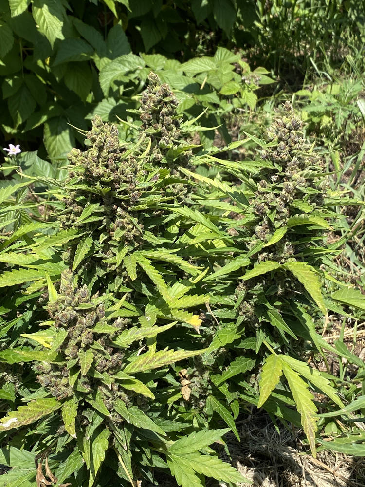 IMG_7315.jpeg