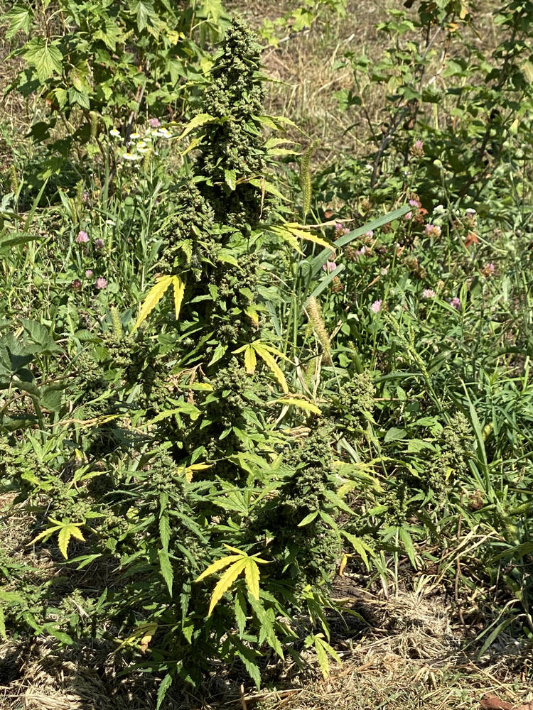 IMG_7319.jpeg