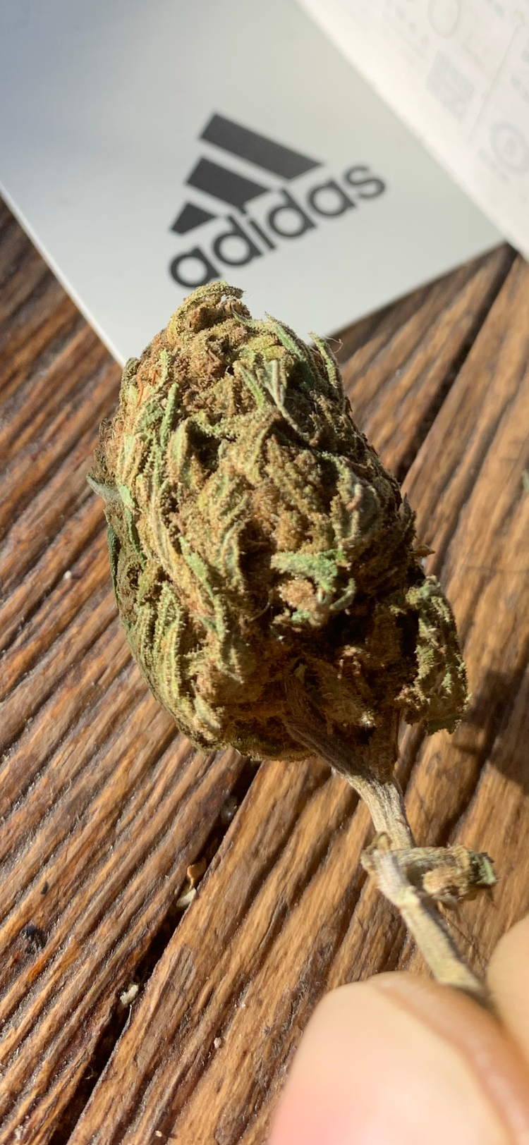 IMG_4337.png