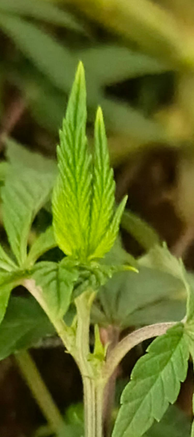 Screenshot_20250428-140745.jpg