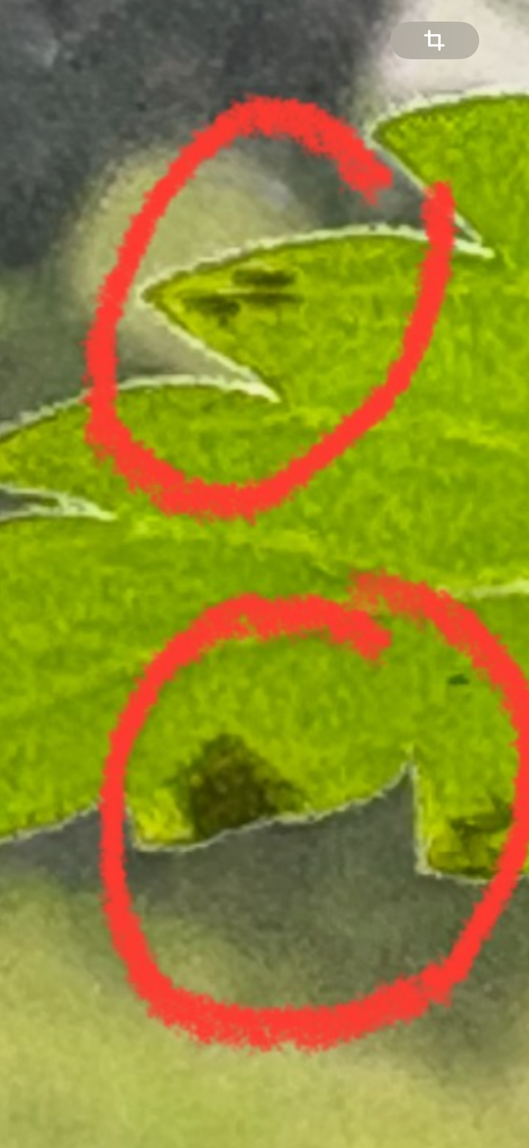 IMG_1233.png
