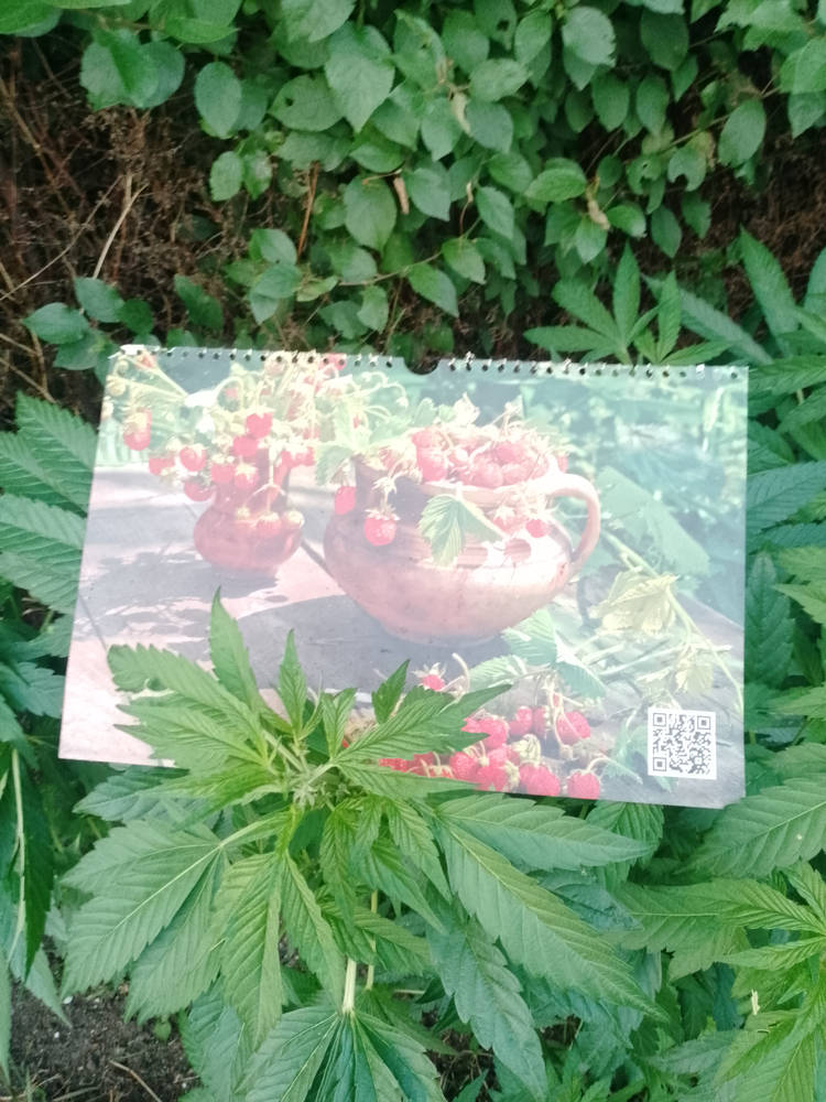 IMG_20250619_200619_431.jpg