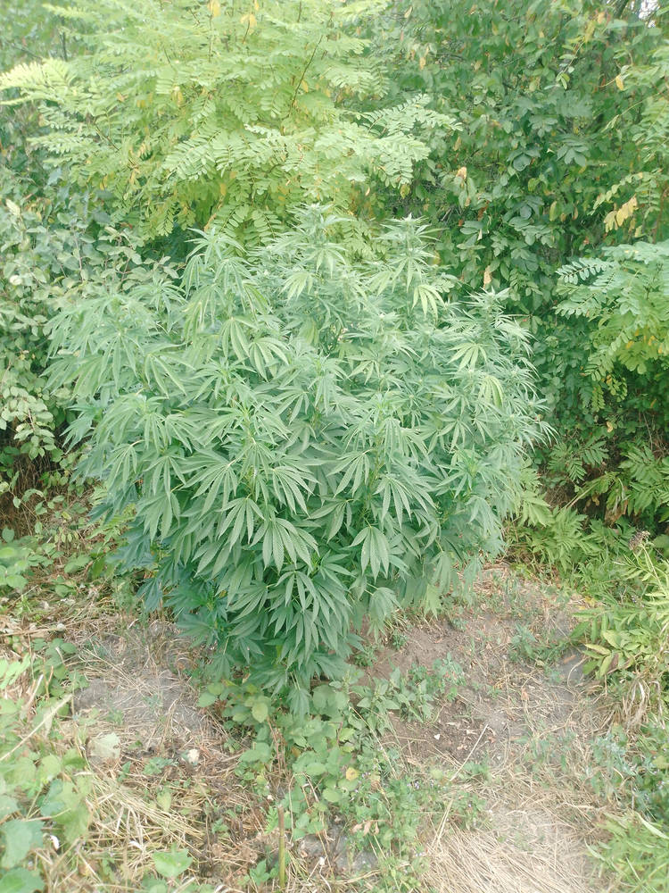 IMG_20250902_072153_183.jpg