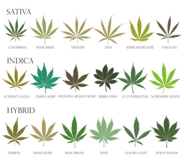 tipos-hojas-cannabis-sativa-indica-hybrid-ruderalis-uso-medicina-cosmetologia_641490-188.jpg