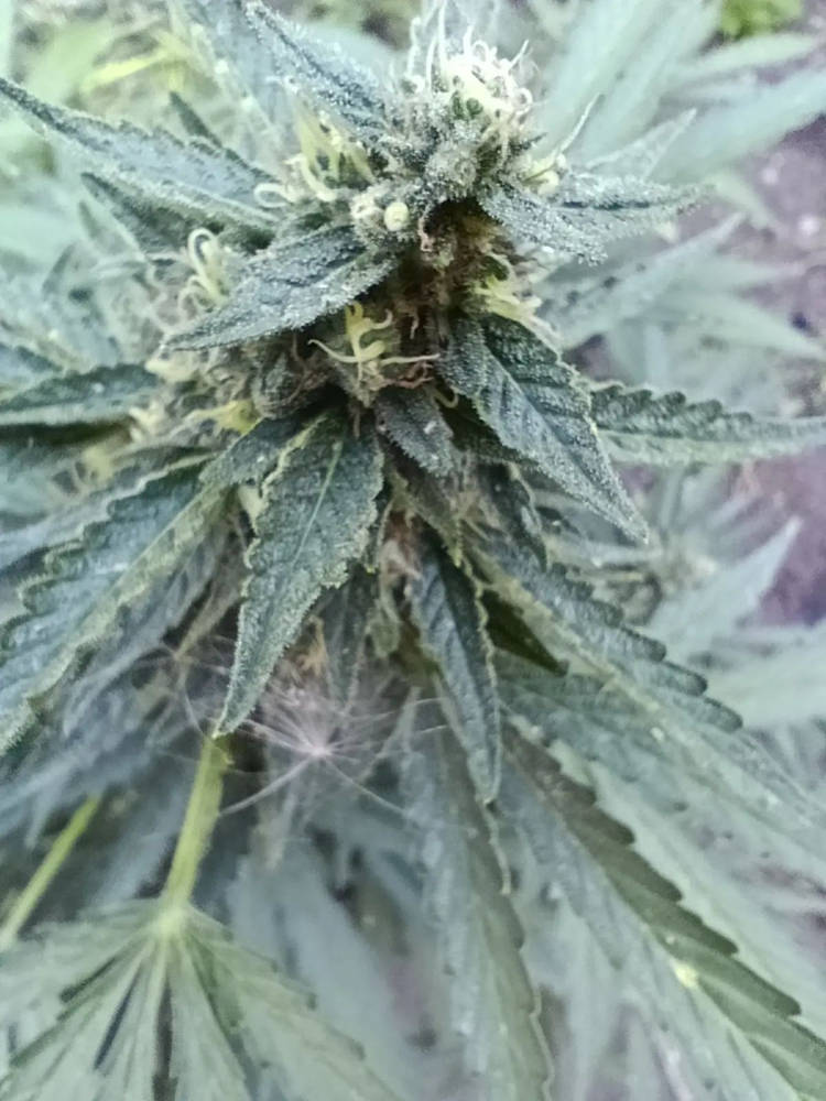 IMG_20260805_183145_071.jpg