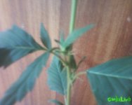 Photo-0003.jpg