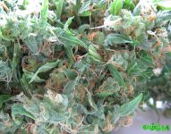 IMG_0328_1_1.jpg