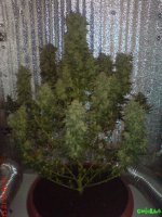 DSC02598.JPG