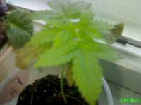 25052010094.jpg