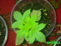 25052010100.jpg