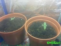 250520101519.jpg