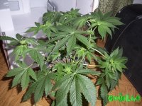 100_0210.jpg