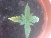060620101537.jpg