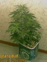 Orang Bud.jpg
