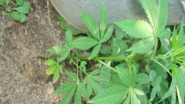DSC03909.JPG