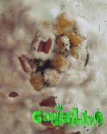 Rotation of P1010357.GIF