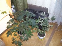 100_0286.jpg