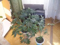 100_0287.jpg