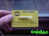 SeedsFace.JPG