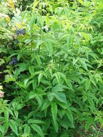 Vitex incisa 060910.JPG