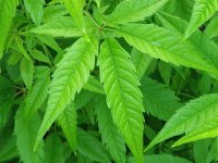 Vitex incisa foliage close-up 060910.JPG