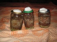 IMG_0145.JPG