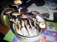 100_0437.jpg