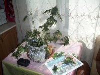 100_0445.jpg