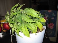 IMG_0270.jpg IMG_0270.jpg