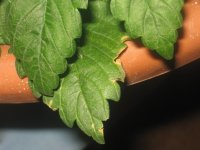 IMG_4632_изменить размер.jpg