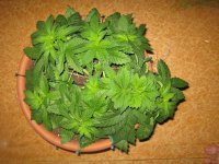 IMG_4646_изменить размер.jpg