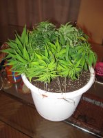 IMG_0321.jpg