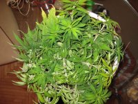 IMG_0322.jpg