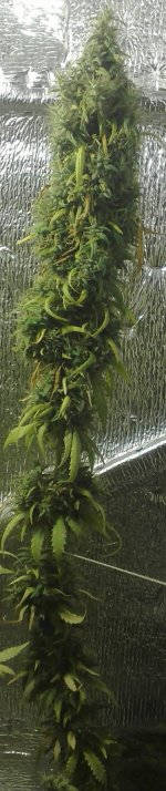 DuranxG13haze-001.jpg