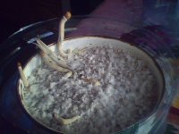 IMG0048A.jpg