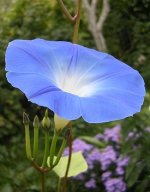 275px-Ipomoea_violacea_flower_2.jpg