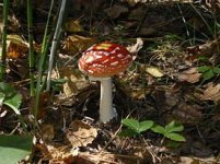 275px-Amanita_muscaria.JPG