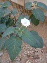 275px-Datura_innoxia_flower_02.jpg