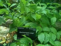 275px-Caapi.jpg