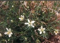 275px-Peganum-harmala-nps.jpg