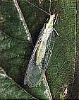 vribol0035.jpg