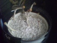IMG0052A.jpg