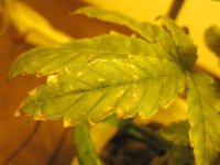 IMG_5013.JPG