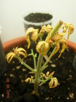 DSCN5096.JPG