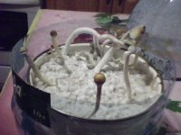 IMG0054A.jpg