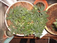 DSCF2328.jpg